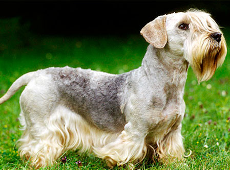 Cesky Terrier